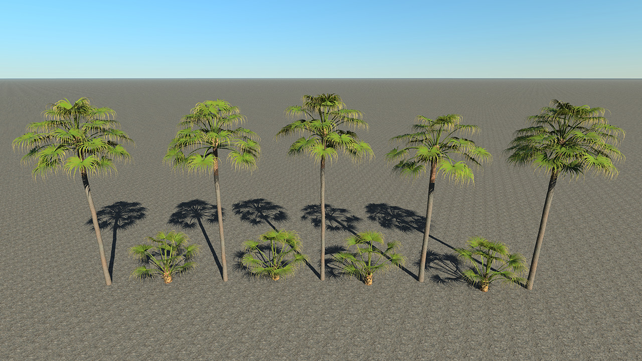 Urban Fan Palms_1