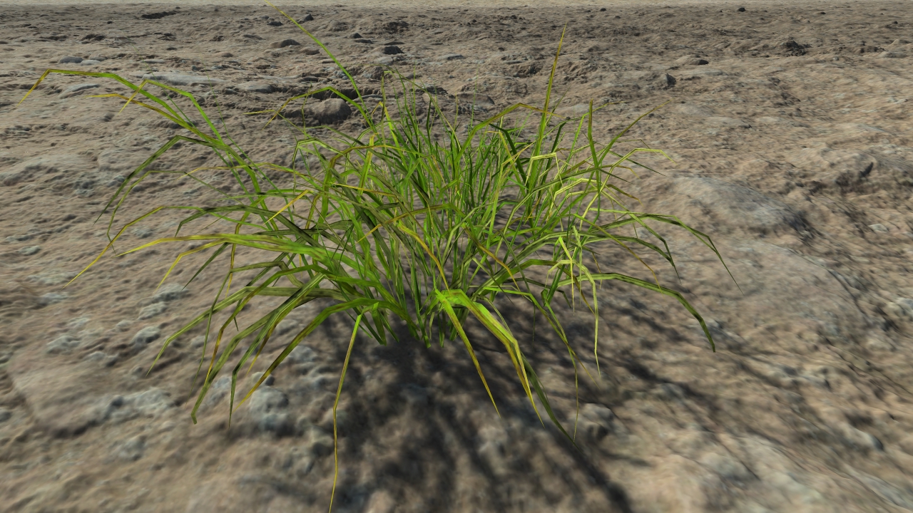 Wild grass patches_0