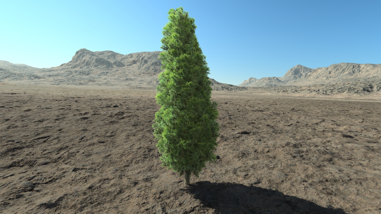Small thuja hedge_1