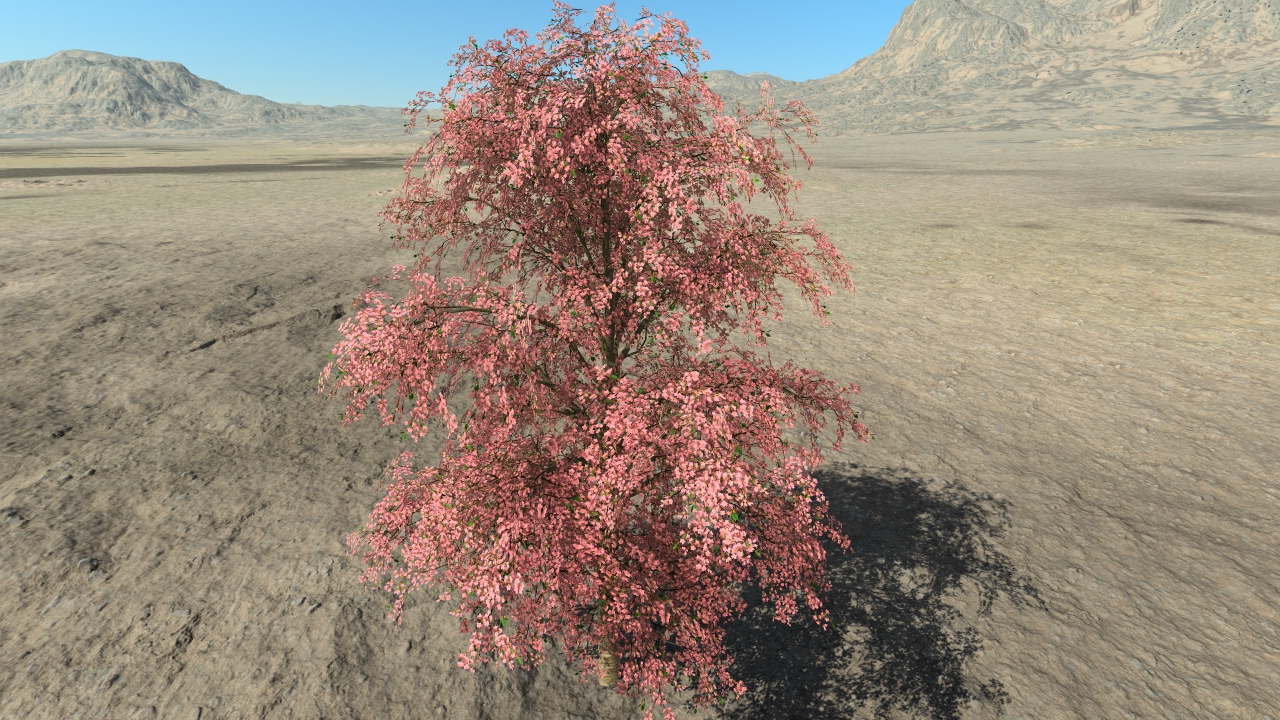 Cherry trees in flowers_2