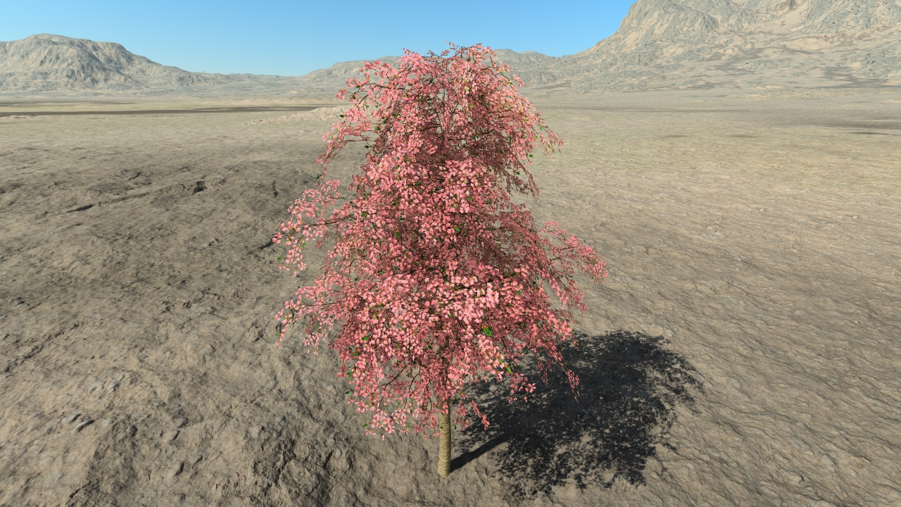 Cherry trees in flowers_3