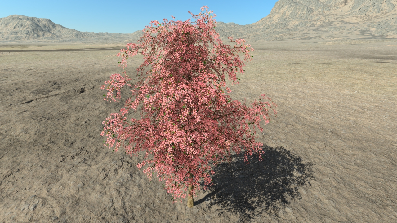 Cherry trees in flowers_4