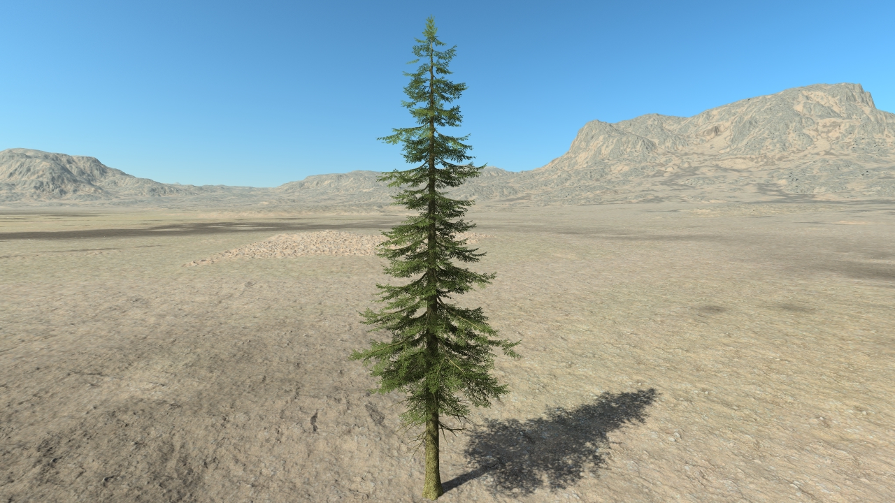 Fir trees_5