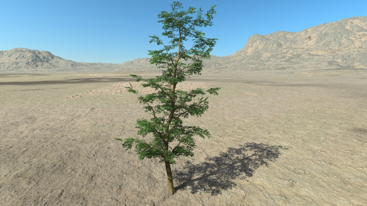 Summer hornbeam trees_8