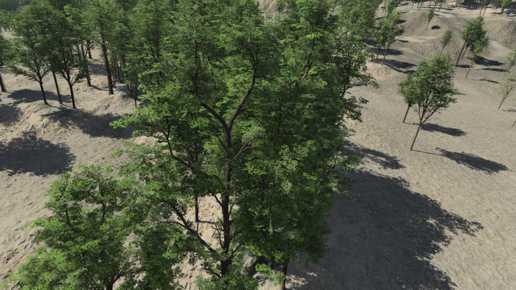 Summertime oak trees