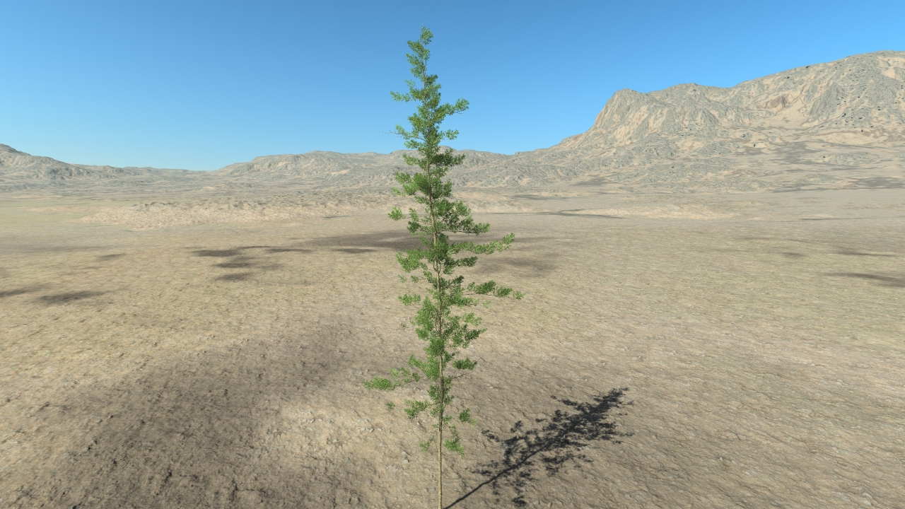 Mediterranean pine trees_6